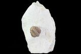 Bargain, Enrolled Lochovella (Reedops) Trilobite - Oklahoma #68630-1